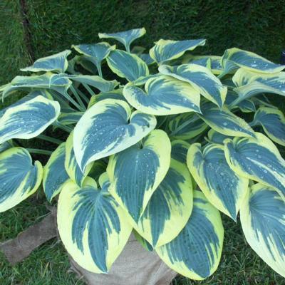 Hosta 'First Frost'